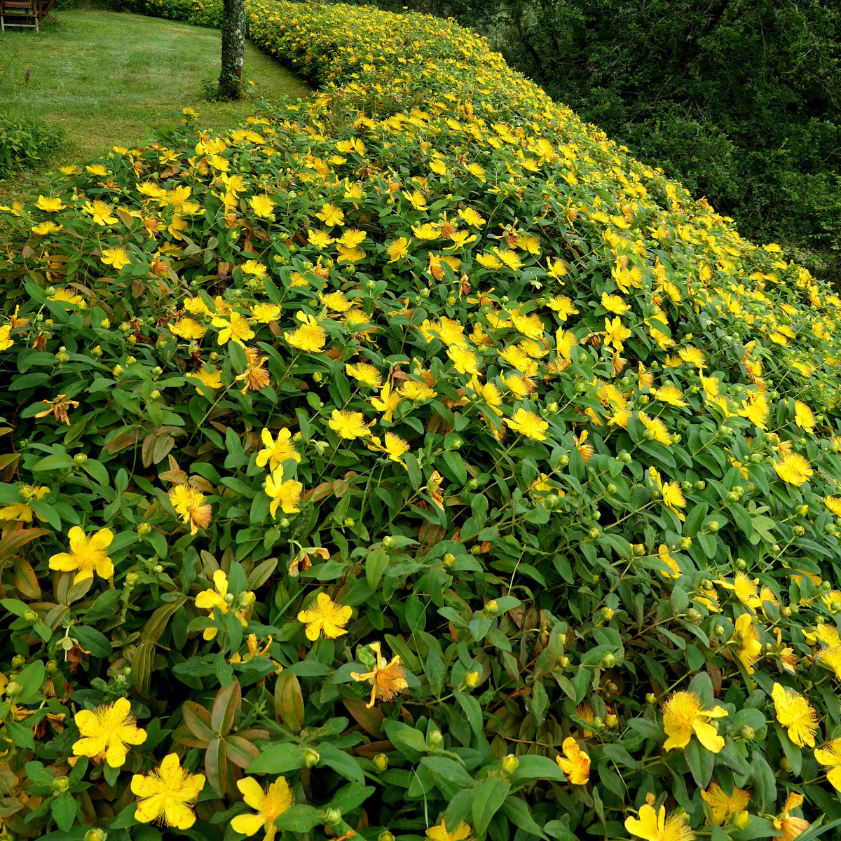 Hypericum calycinum - Hertshooi (x5) - Vaste planten