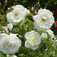 Grootbloemige roos 'Helga' - Rosa helga - Bakker