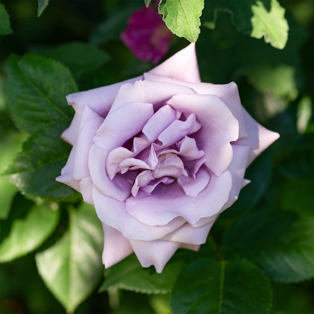 Klimroos 'Indigoletta' - Rosa indigoletta - Bakker