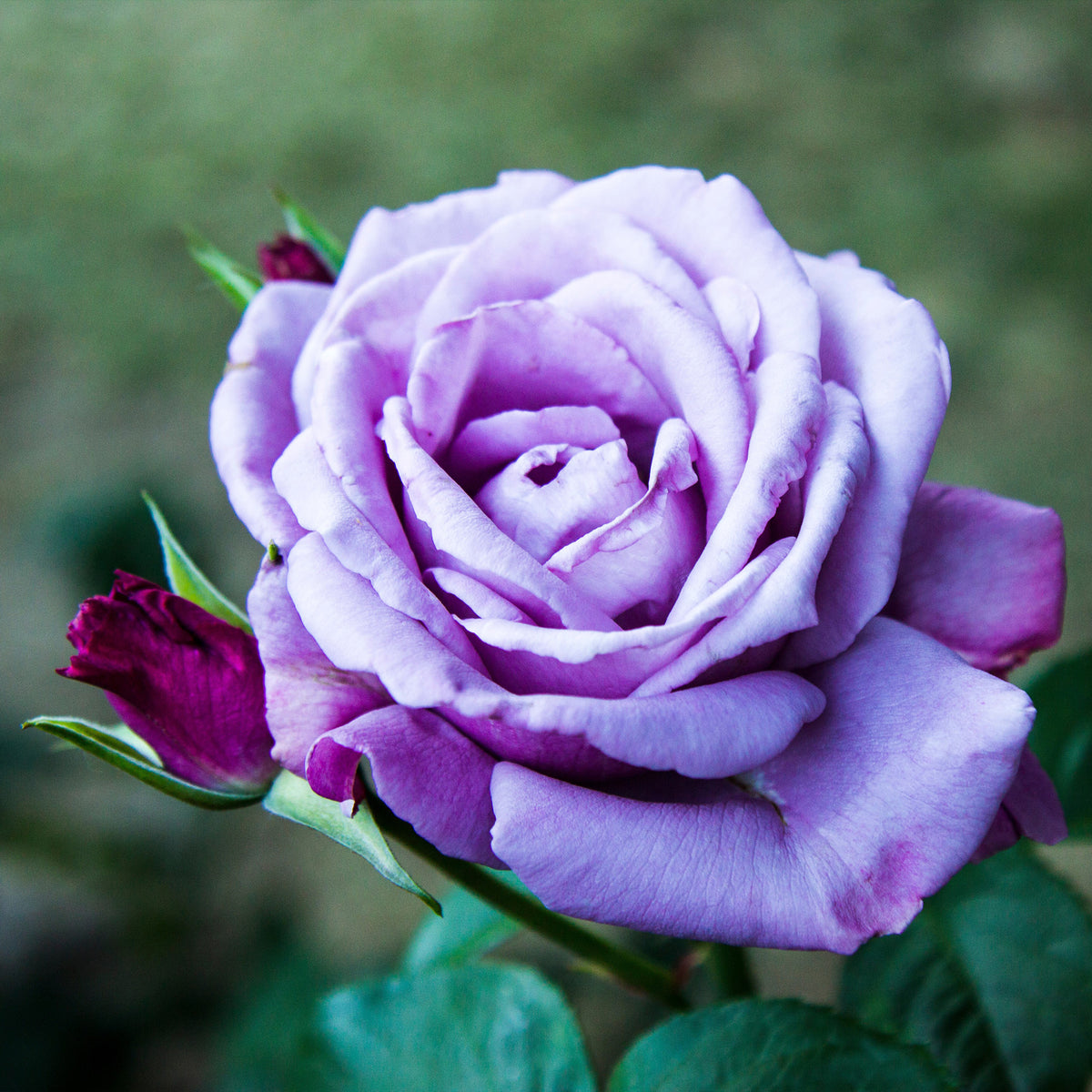 Rosa - Struikroos - 'paars - Rozen - Naakte wortels