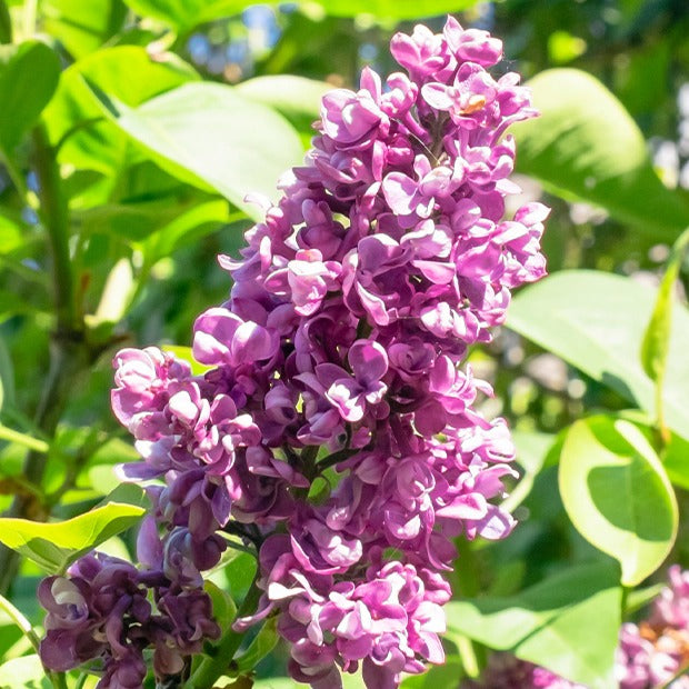 Collectie dubbele seringen: blauw, rood, lila, wit (x4) - Syringa vulgaris - Tuinplanten