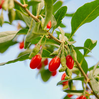Vaccinium corymbosum, lycium barbarum, vaccinum macrocarpon, schisandra chinensis - Fruitstruik Mix 'Bomvol Vitamine' - Fruitheggen