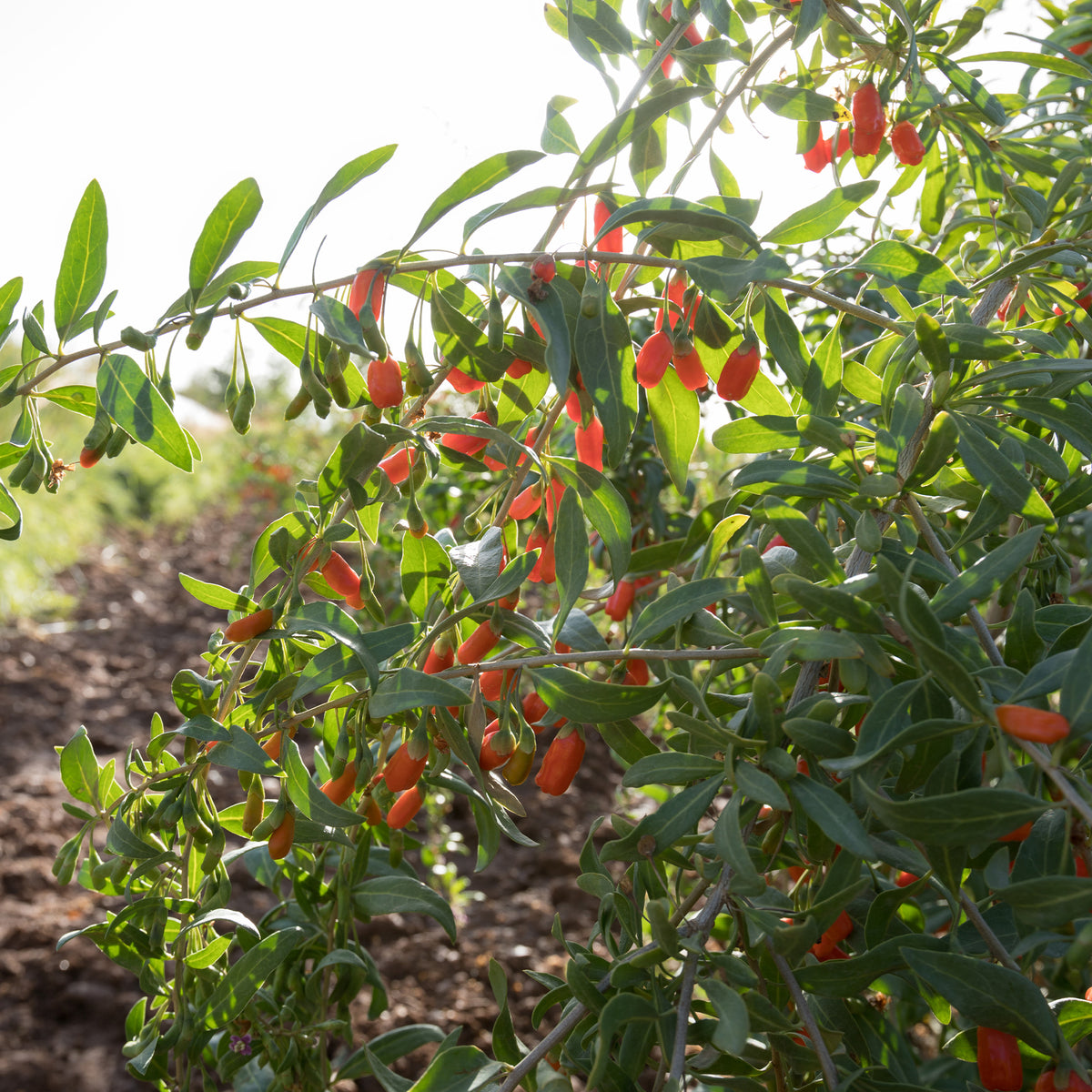 Goji bes - Lycium barbarum - Bakker