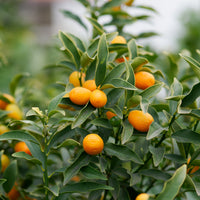 Citrus lemon vulcan + fortunella - Collectie van kumquat- en citroenbomen (x2) - Citrusvruchten