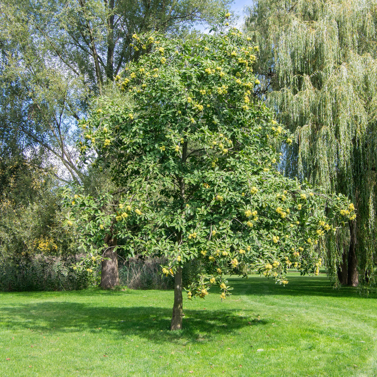 Castanea sativa - Tamme kastanje - Kastanjeboom
