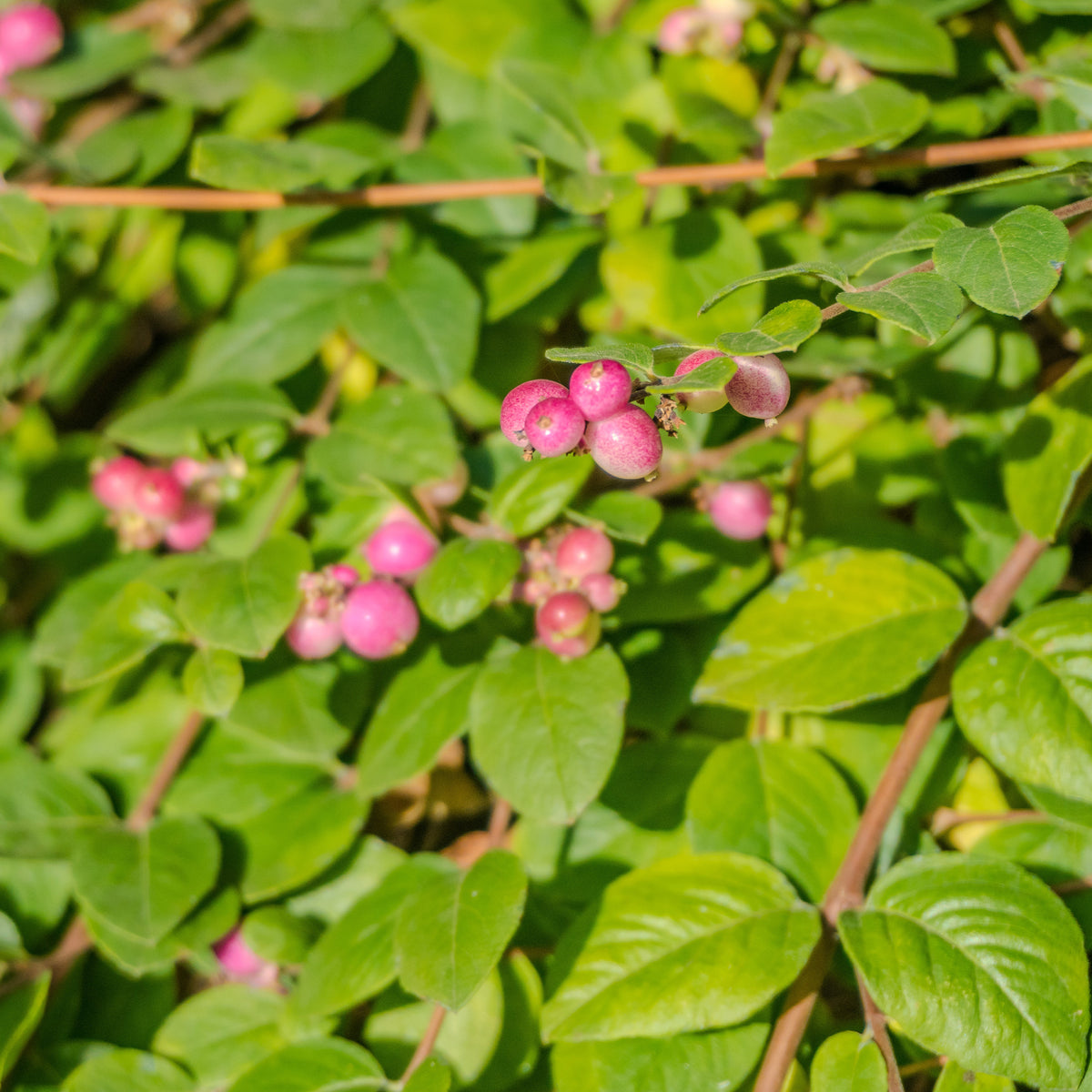 Sneeuwbes 'Mother of Pearl' - Symphoricarpos doorenbosii mother of pearl - Bakker