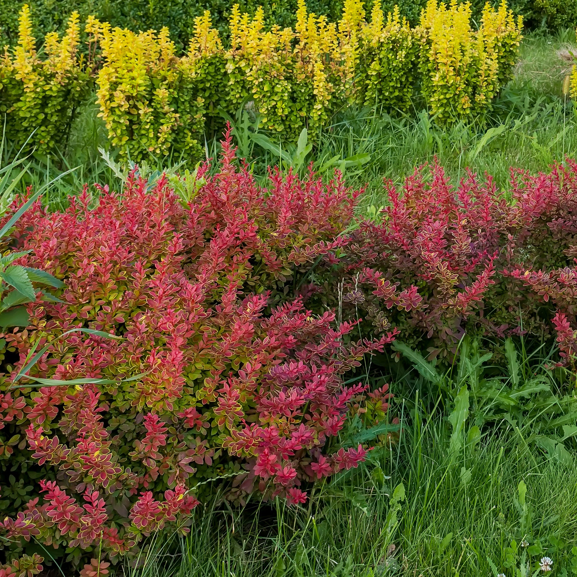 Rode zuurbes - 3 meter haag - Berberis thunbergii atropurpurea - Tuinplanten