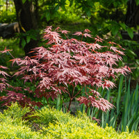 Acer palmatum Atropurpureum - Japanse esdoorn 'Atropurpureum' - Japanse esdoorn