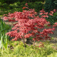 Verkoop Japanse esdoorn 'Atropurpureum'