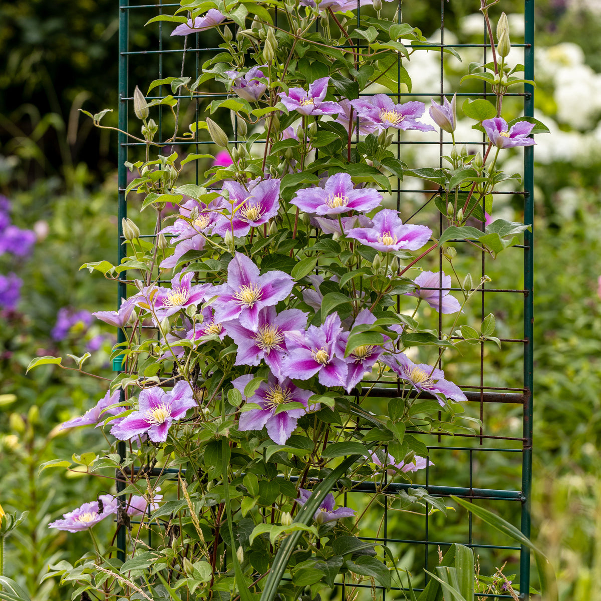Collectie van  klimplanten: kamperfoelie, clematis, Wilsde Wingerd (x3) - Lonicera heckrottii American Beauty, Clematis patens Piilu, Parthenocissus tricuspidata Veitchii - Bakker