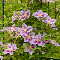 Clematis patens Piilu - Bosrank 'Piilu' - Clematis