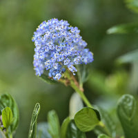 Collectie van Ceanothus (x2) - Ceanothus impressus victoria, ceanothus x pallidus - Bakker