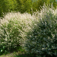 Bonte wilg haag 'Hakuro Nishiki' (x3) - Salix integra Hakuro Nishiki - Tuinplanten