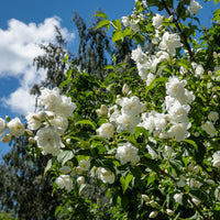 Syringa vulgaris, Forsythia x intermedia  Spectabilis, Lonicera fragrantissima, Clethra alnifolia, Philadelphus virginal, Rosa rugosa - Bloeiende en geurende haag - 10 meter (x12) - Haagheesters