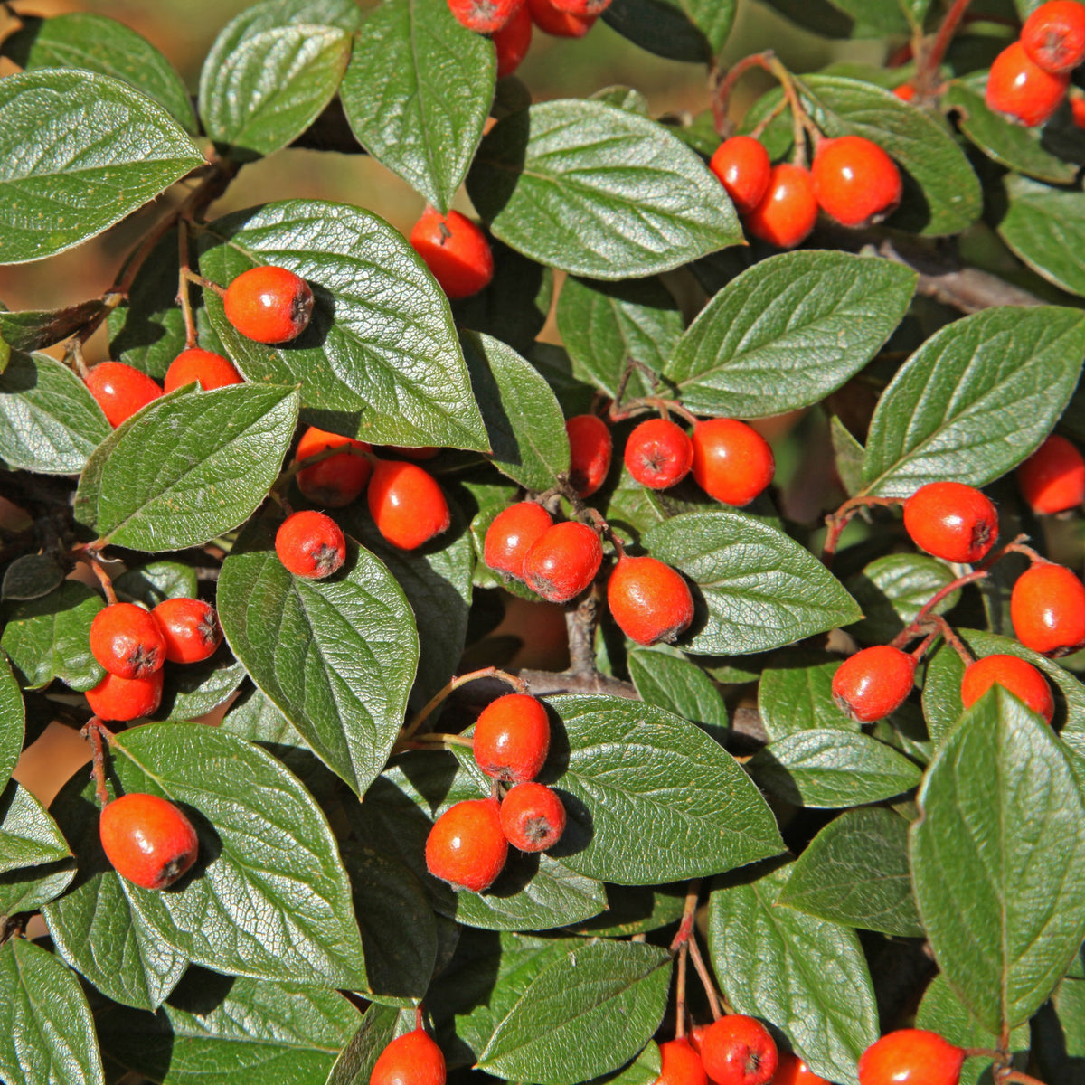 Cotoneaster franchetii - Dwergmispel - Heesters