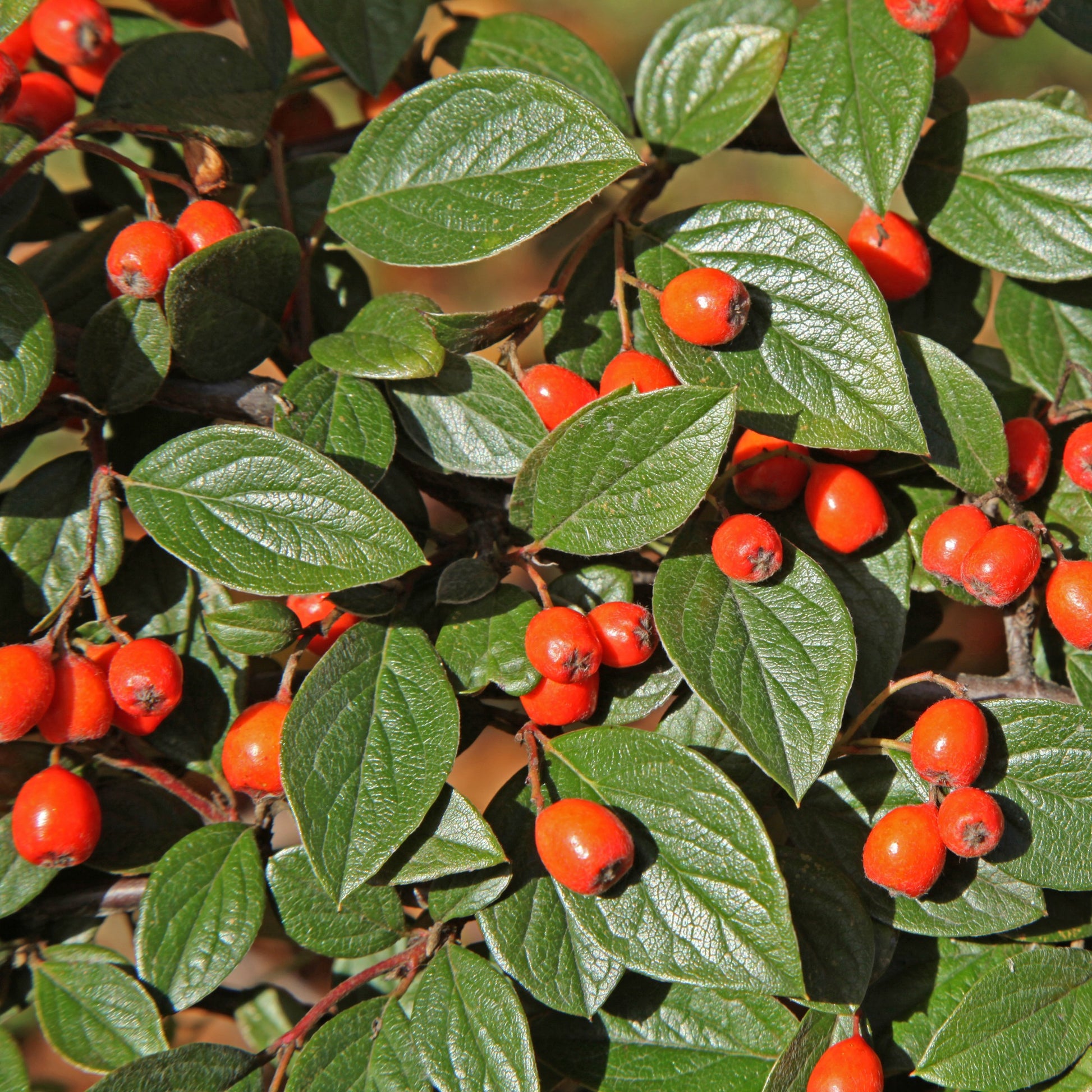 Vogelvriendelijke haag Mix - Cotoneaster franchetii, Amelanchier lamarckii, Euonymus europaeus, Symphoricarpos doorenbosii - Bakker