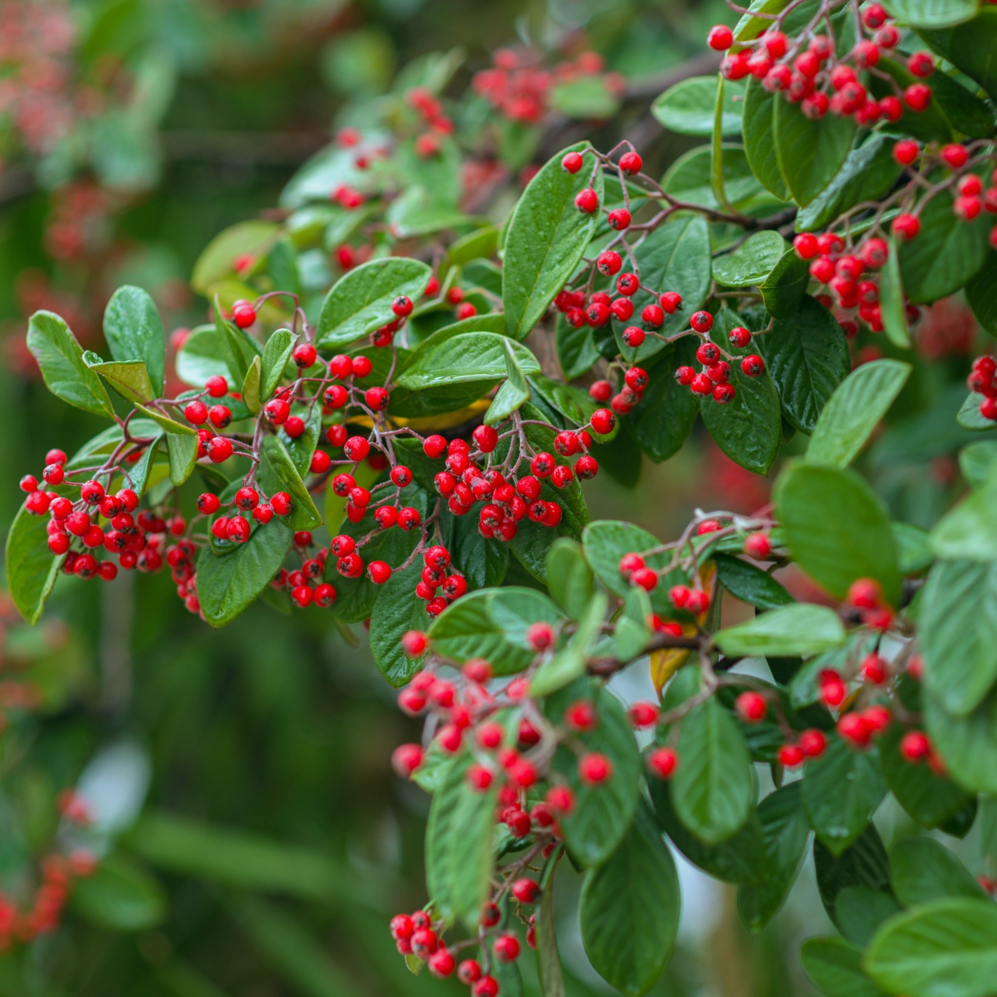 Cotoneaster lacteus - Grootbladige dwergmispel - Heesters