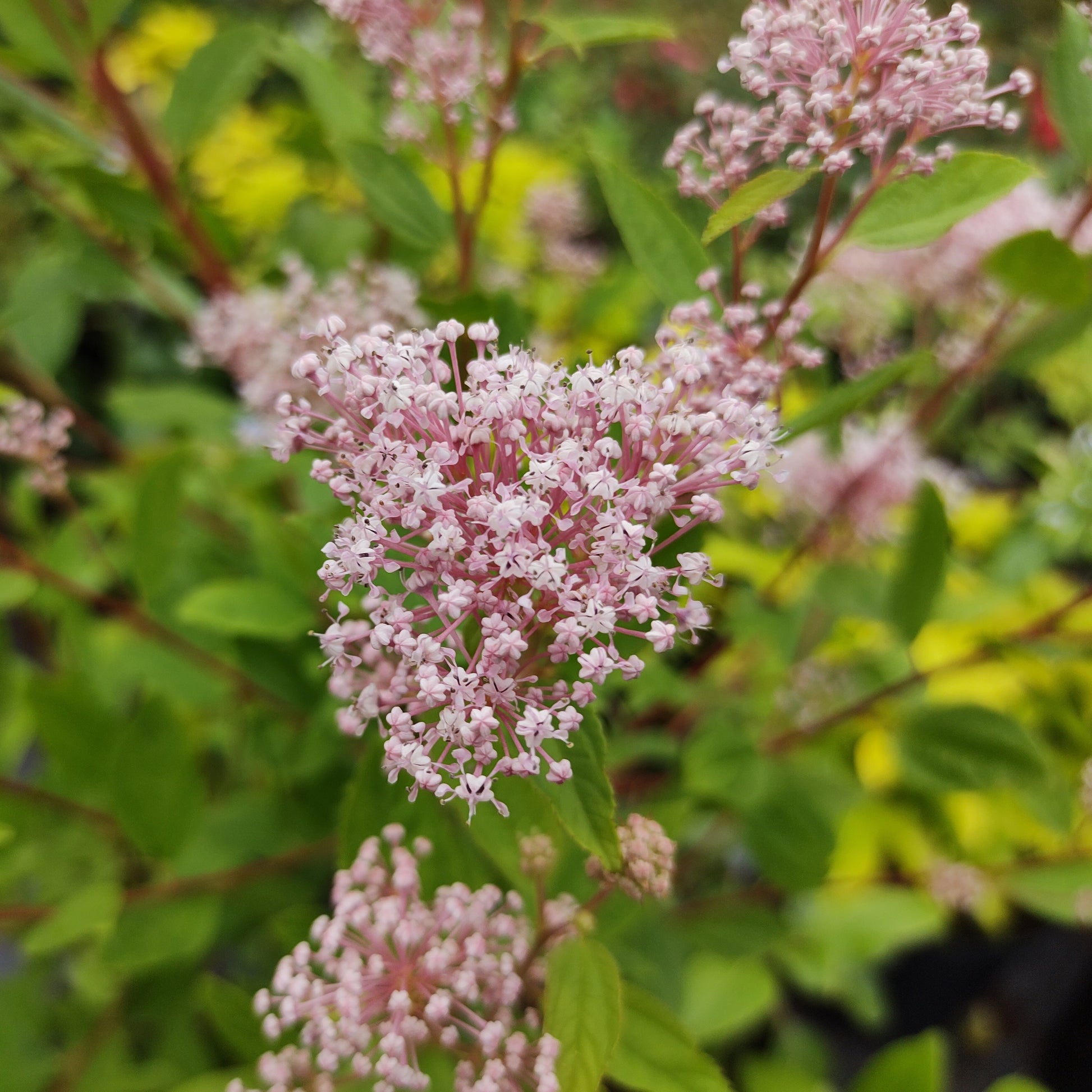 Amerikaanse sering 'Marie Simon' - Ceanothus x pallidus marie simon - Tuinplanten