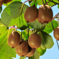 Kiwi zelffertiel 'Solissimo' - Actinidia deliciosa solissimo ® ‘renact’ - Type fruitbomen