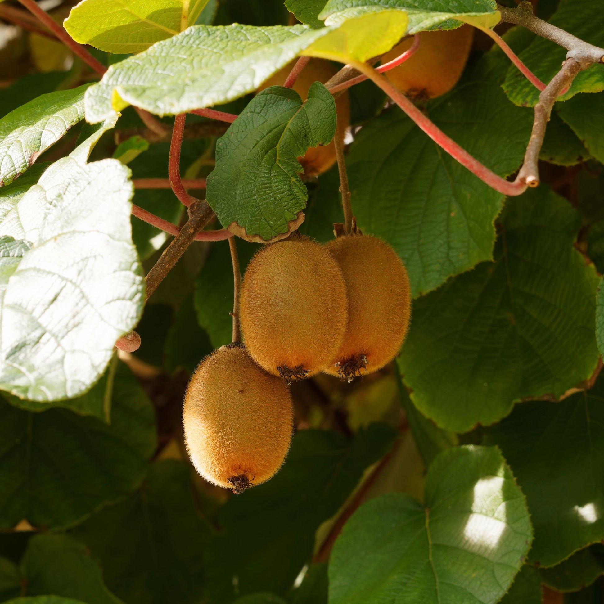 Kiwi zelffertiel 'Solissimo' - Actinidia deliciosa solissimo ® ‘renact’ - Fruit