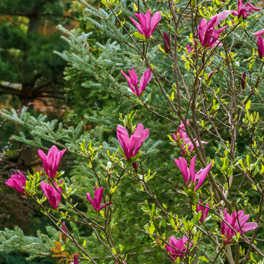 Magnolia 'Susan' - Bakker