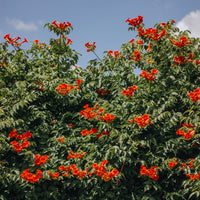 Campsis radicans stromboli - Trompetbloem 'Stromboli' - Klimplanten