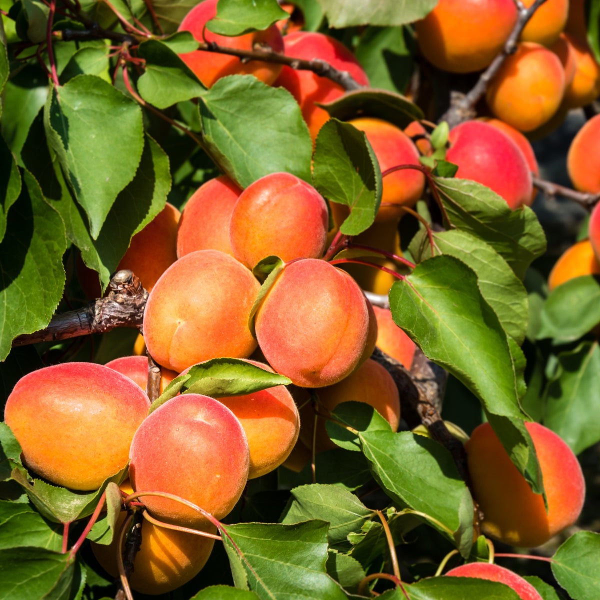 Abrikozenboom Perzik van Nancy - Prunus armeniaca Pêche de Nancy - Bakker