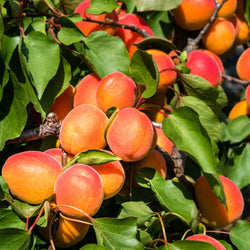Abrikozenboom Perzik van Nancy - Bakker