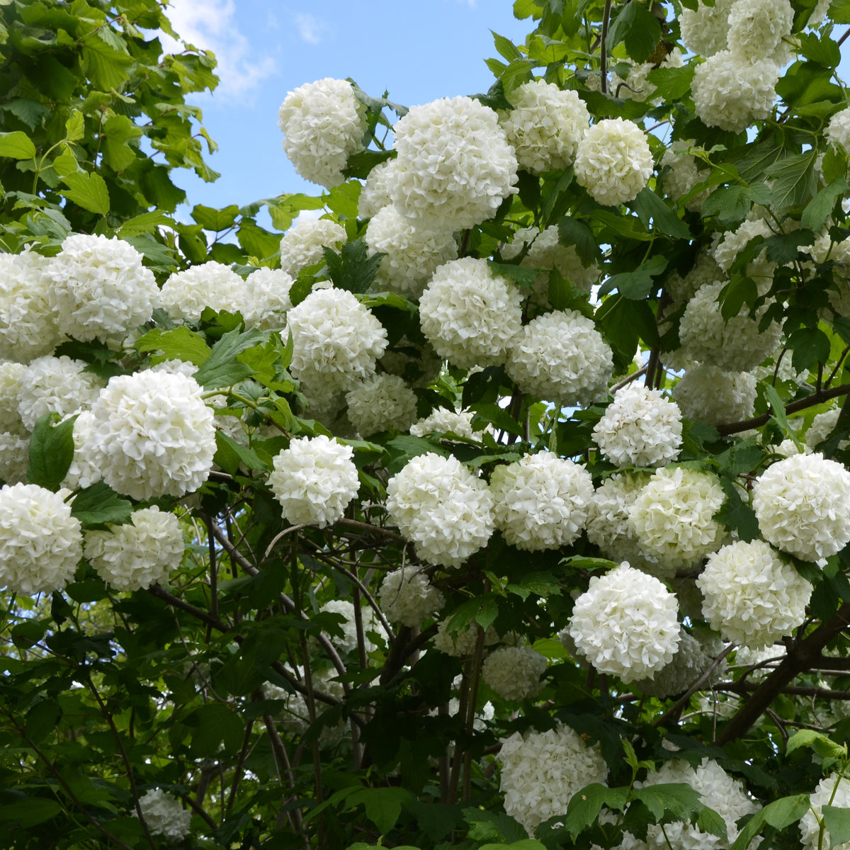 Vier seizoenen Collectie (x6) - Viburnum opulus Roseum, Viburnum x bodnantense Dawn, Weigelia Bristol Ruby, Philadelphus virginal, Forsythia spectabilis, Tamarix ramosissima - Bakker