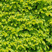 Verkoop Haagbeuk (x10) - Carpinus betulus