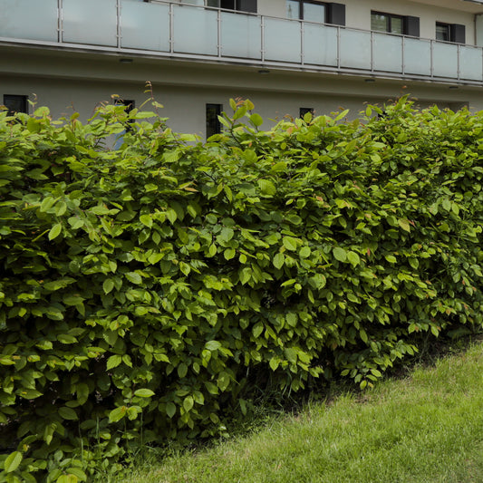 Haagbeuk (x10) - Carpinus betulus - Heesters en vaste planten