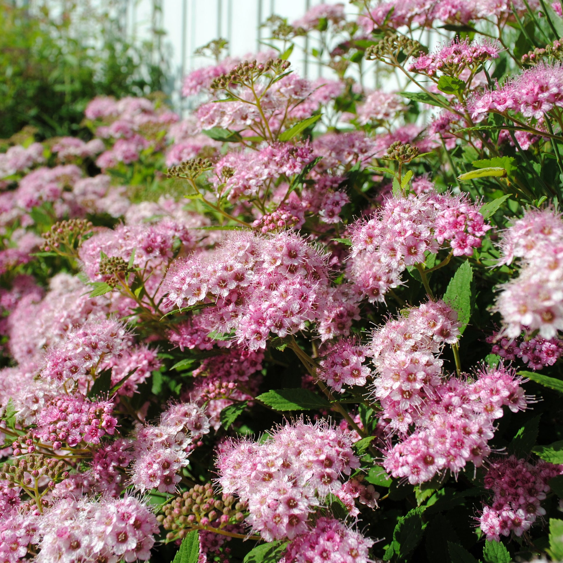 Spierstruik 'Shirobana' - Spirea - Bakker