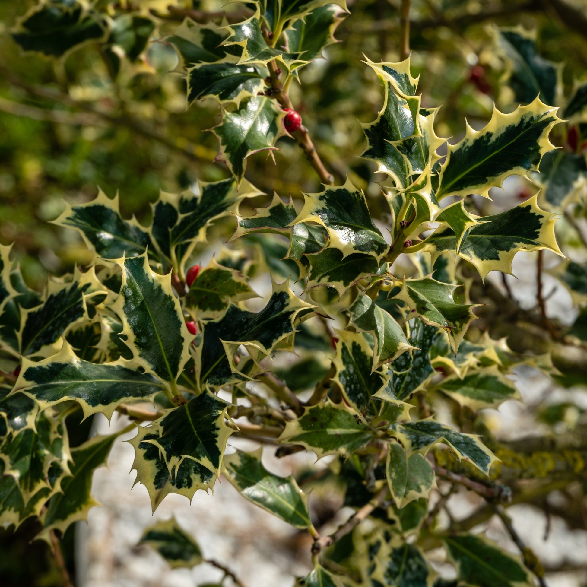 Bonte hulst op stam - Ilex aquifolium Argentea Marginata