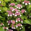 Berghortensia 'Indian Summer' - Bakker