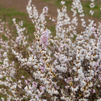 Forsythia - wit + roze - Abeliophyllum distichum - Bakker