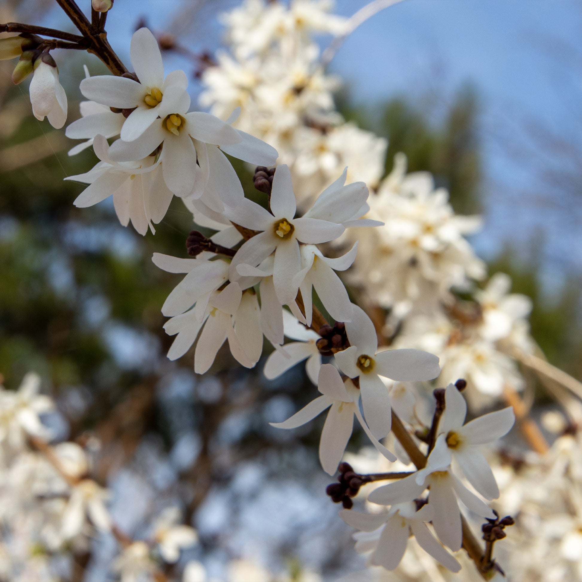 Forsythia - wit + roze - Abeliophyllum distichum - Heesters