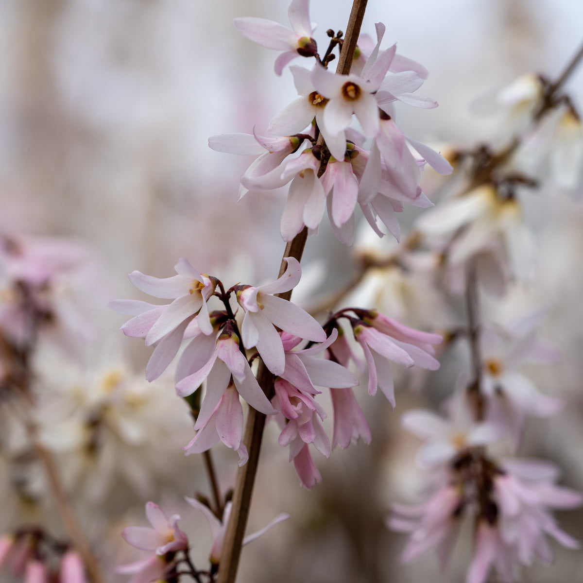 Verkoop Forsythia - wit + roze - Abeliophyllum distichum