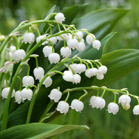 Lelietjes-van-Dalen Mix (x9) - Convallaria majalis - Bakker