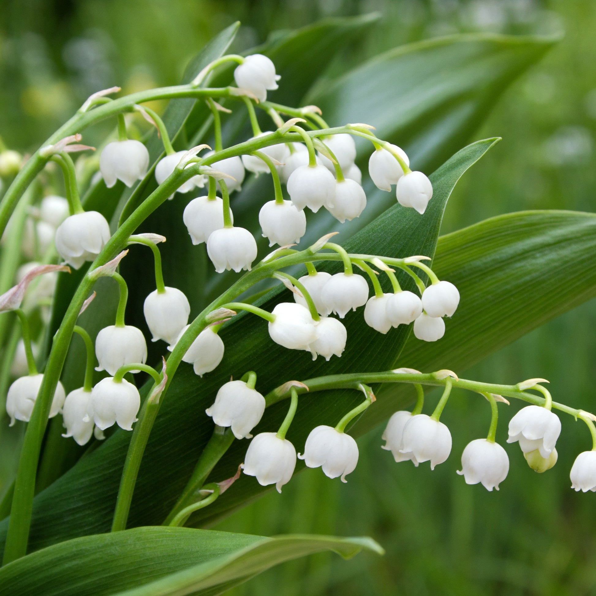 Lelietjes-van-Dalen Mix (x9) - Convallaria majalis - Heesters en vaste planten