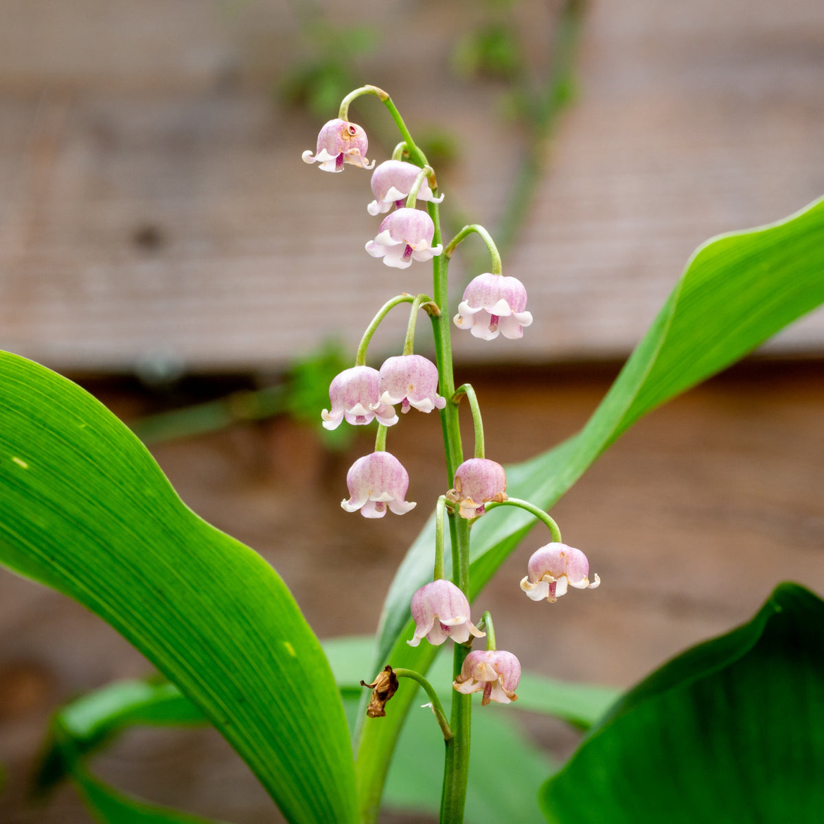 Vaste planten - Lelietjes-van-Dalen - roze - Convallaria majalis Rosea