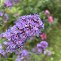 Vlinderstruik 'Dreaming Lavender' - Bakker