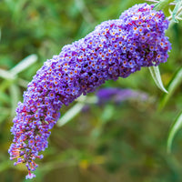 Vlinderstruik 'Dreaming Lavender' - Buddleja dreaming lavender - Bakker