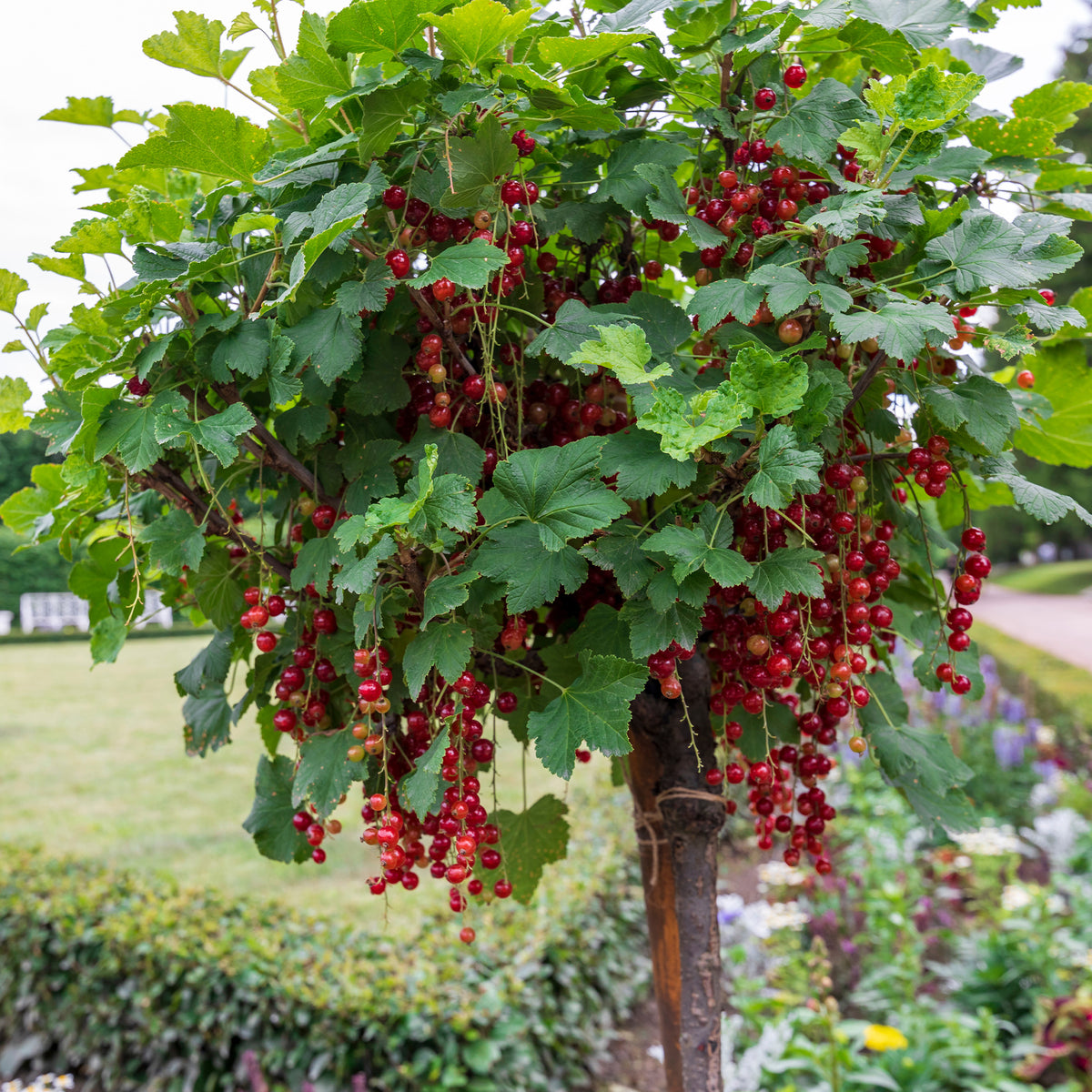 Rode bes op stam - Ribes rubrum Jonkheer van Tets - Bakker