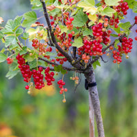 Rode bes op stam - Ribes rubrum Jonkheer van Tets - Bakker