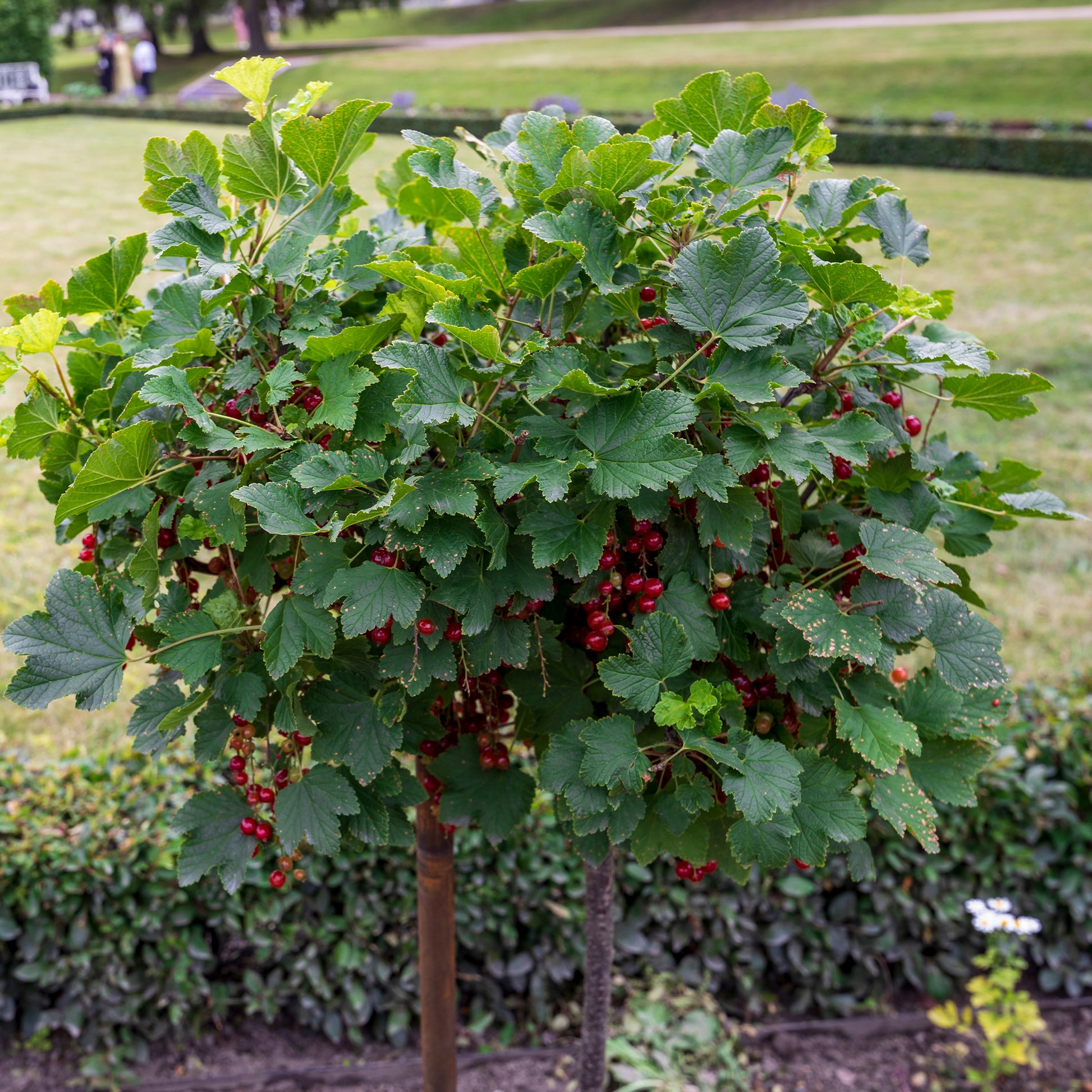 anthurium rode besjes Rode bes op stam - Ribes rubrum Jonkheer van Tets