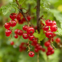 Ribes rubrum Jonkheer van Tets - Rode bes op stam - Rode bes