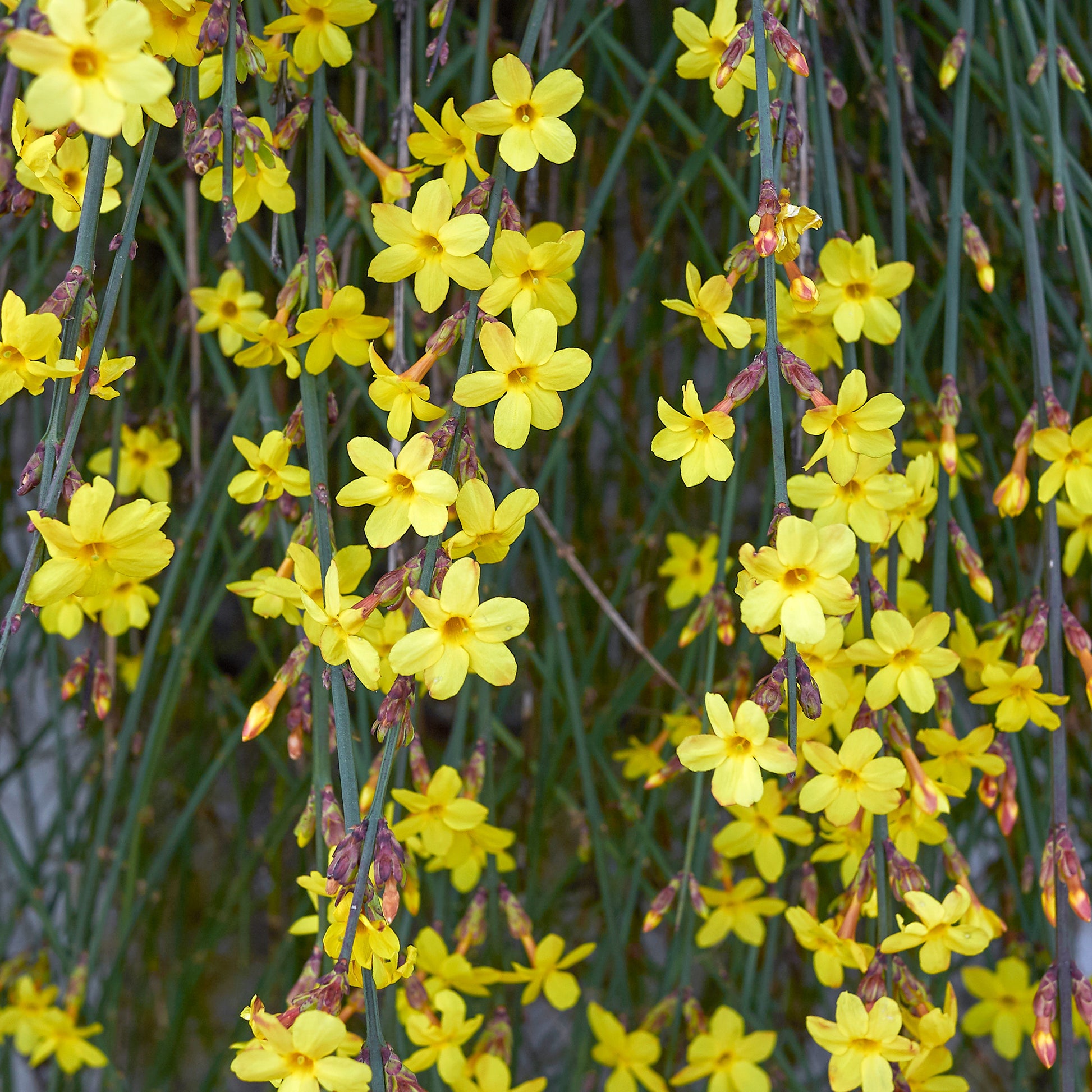 Jasminum Nudiflorum - Winterjasmijn Online Kopen Jasminum Nudiflorum - Winterjasmijn Online Kopen