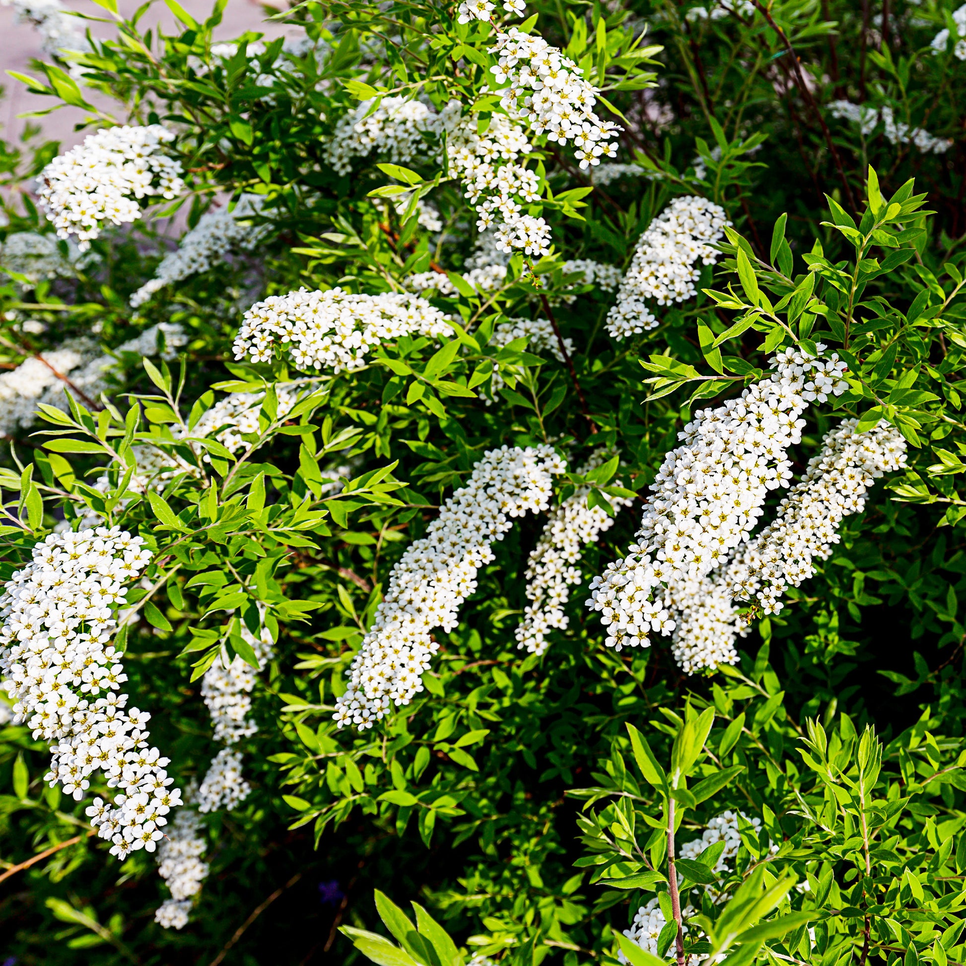 Voorjaarshagen collectie (x4) - Photinia, Forsythia, Spireae Grefsheim , Chaneomeles - Tuinplanten