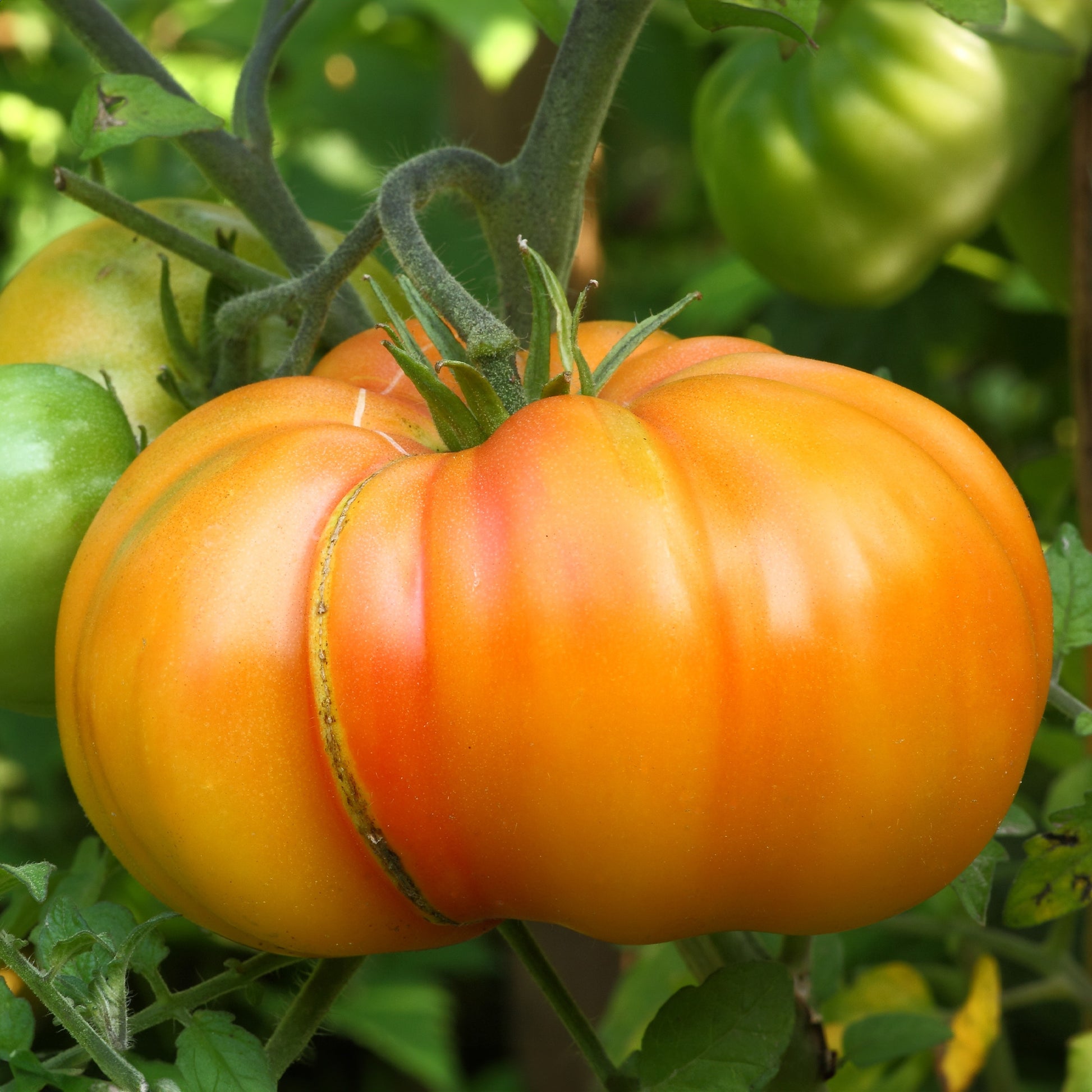 Ananastomaat - Solanum lycopersicum ananas - Moestuin