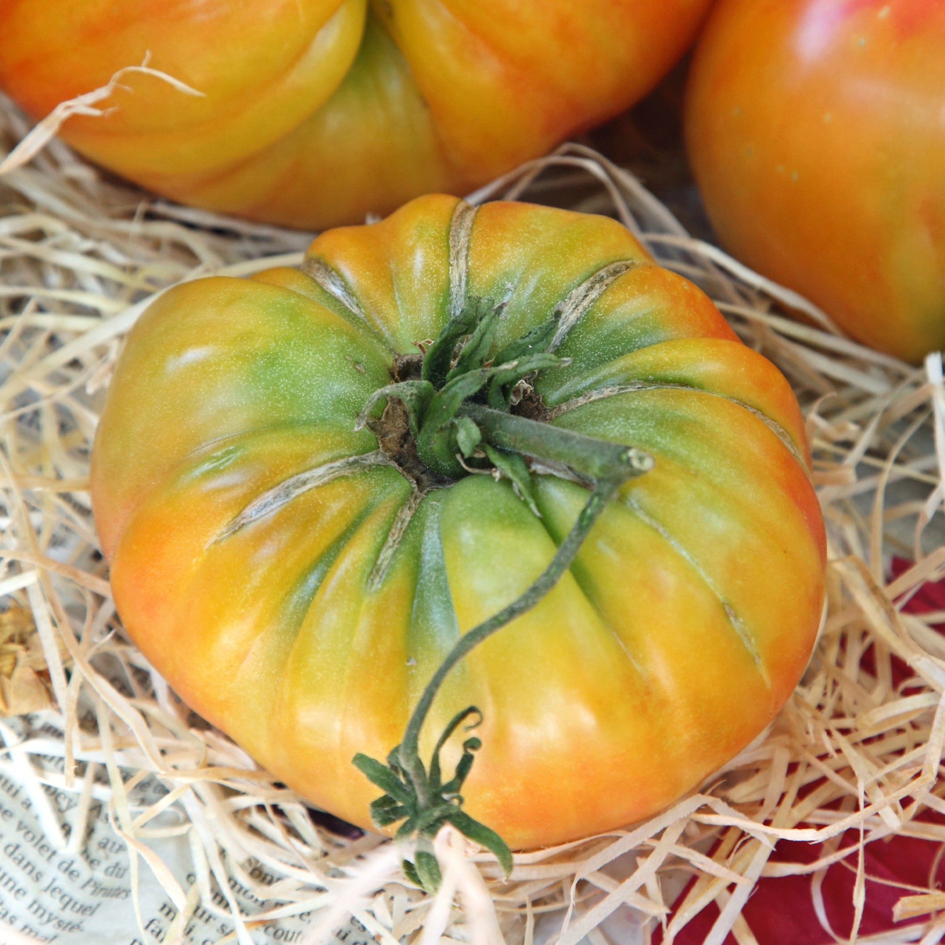 Ananastomaat - Solanum lycopersicum ananas - Moestuin